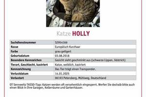 katze holly vermisst img 20250123 wa0002