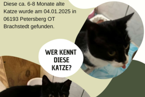 Fundkatze (002)