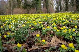 Winterlinge im Ostrauer Park