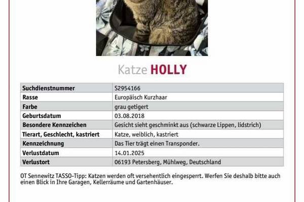 katze holly vermisst img 20250123 wa0002
