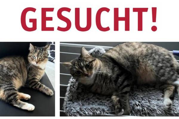 katze herby gesucht